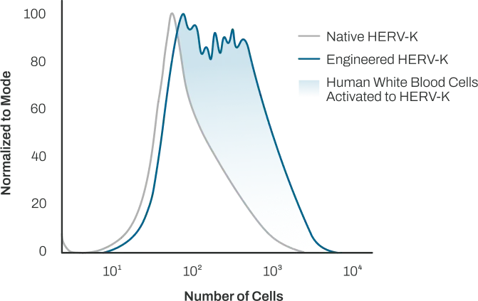 Graph showing increased human white blood cell activation with an engineered HERV-K antigen versus a native HERV-K antigen