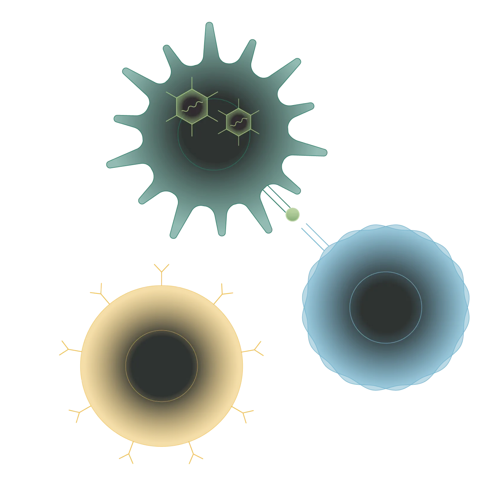 Green antigen presenting cell displaying a light green HERV antigen to immune cells