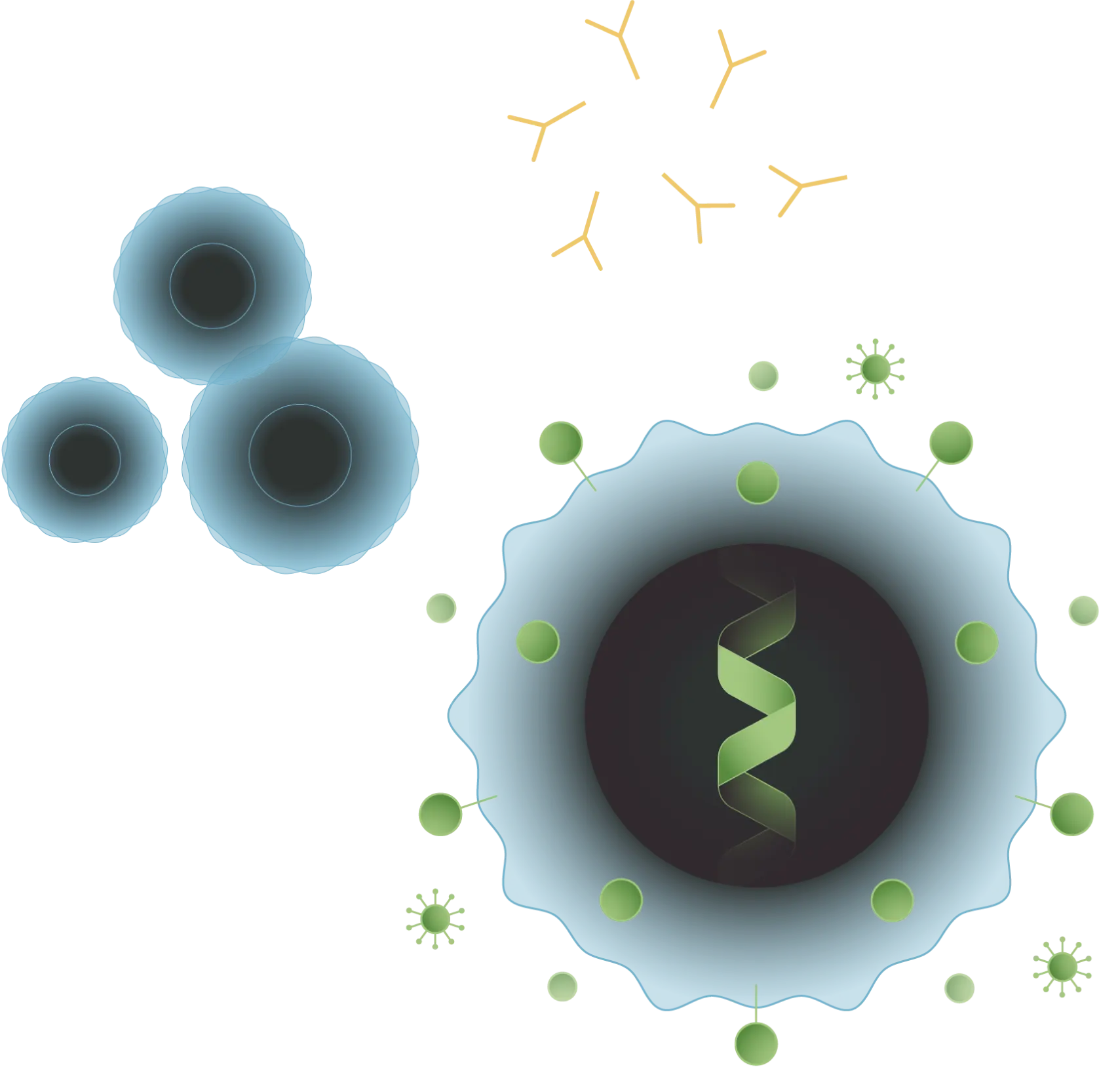 Blue T cells and orange antibodies responding to light green HERV proteins from a diseased cell